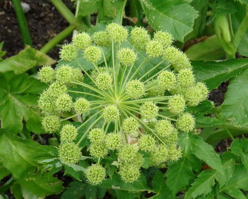 Дудник Лесной (Angelica Sylvestris)
