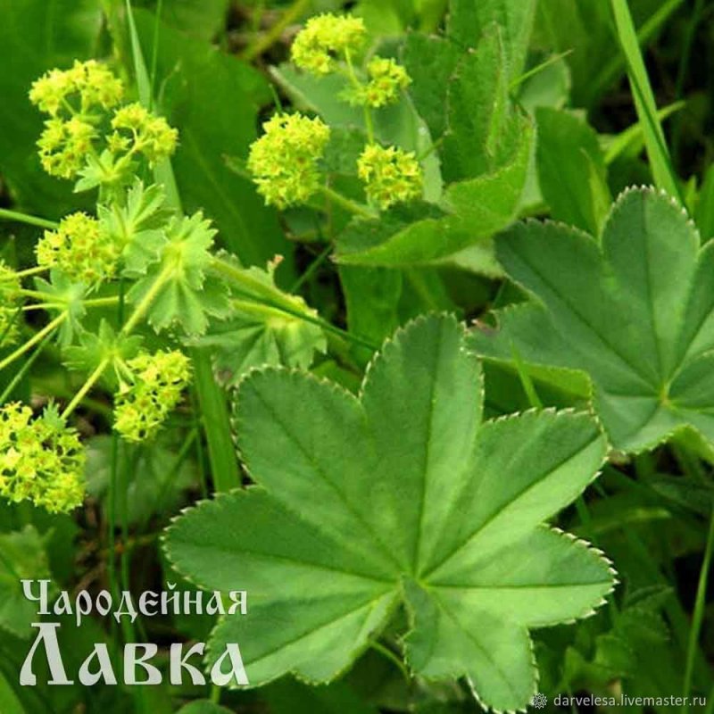 Манжетка Кавказская