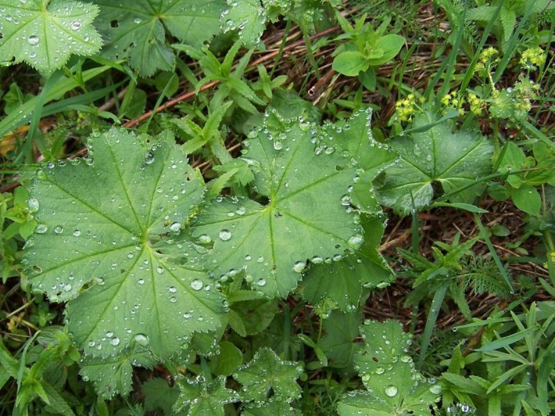 Манжетка обыкновенная (Аlchemillavulgaris)