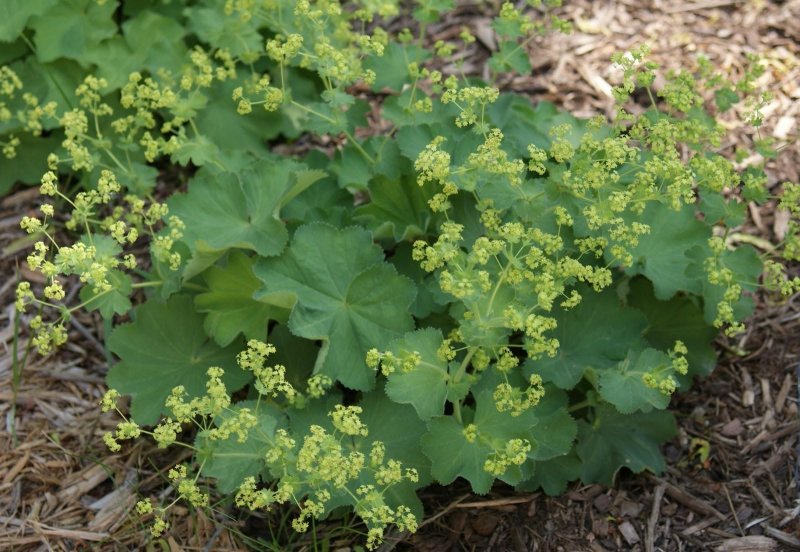 Alchemilla mollis Robustica