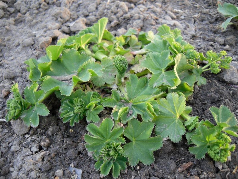Манжетка (Alchemilla)
