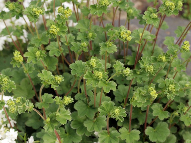 Манжетка Alchemilla mollis