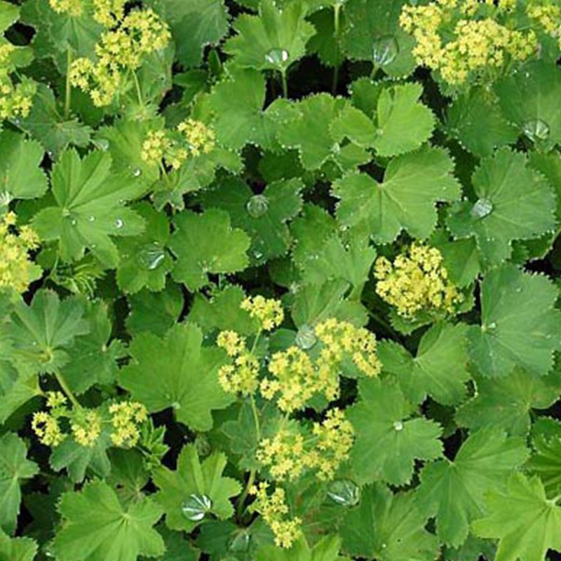 Манжетка erythropoda