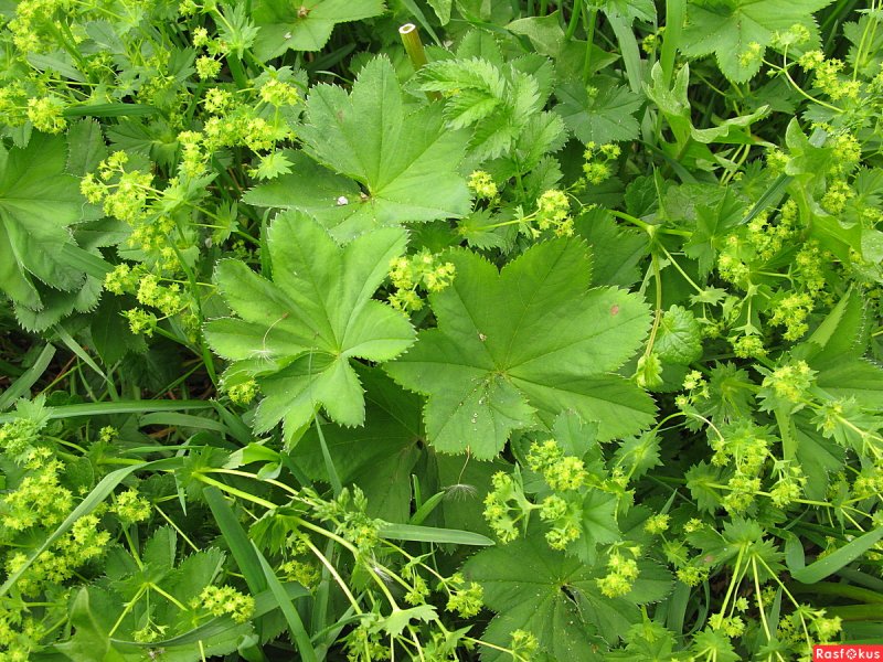 Манжетка обыкновенная (Alchemilla vulgaris)