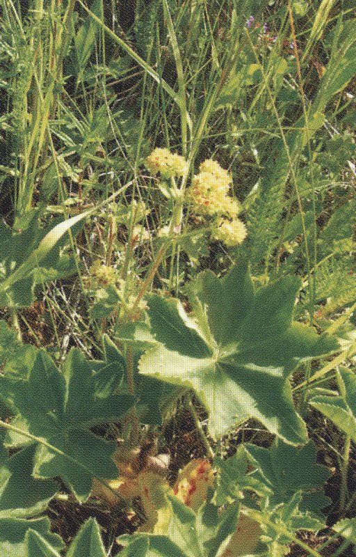 Манжетка мягкая (Alchemilla mollis)