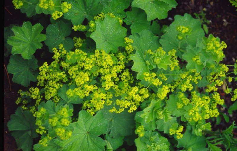 Манжетка обыкновенная (Alchemilla vulgaris)