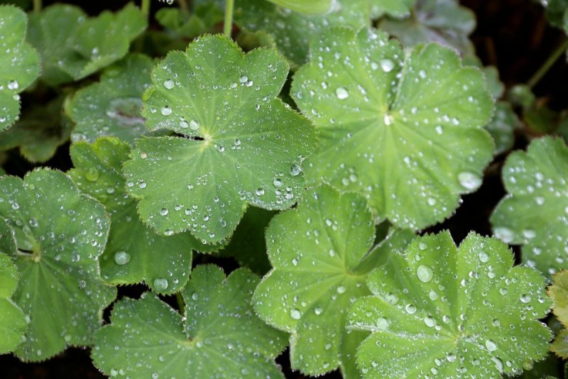 Манжетка обыкновенная (Alchemilla vulgaris)