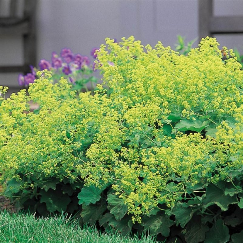 Манжетка Alchemilla mollis