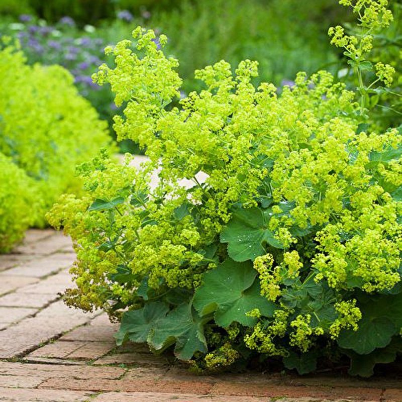 Alchemilla gracilis