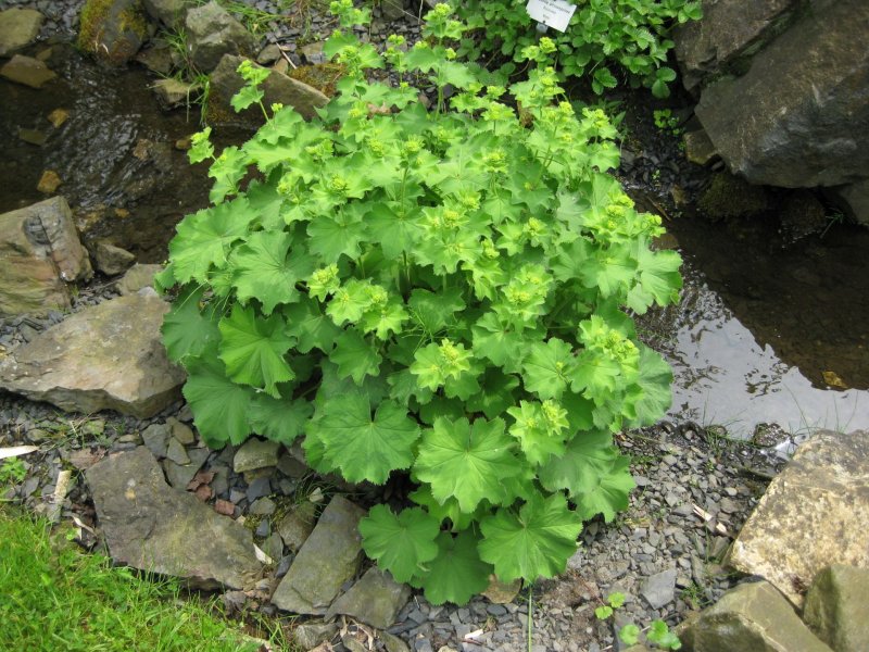 Alchemilla xanthochlora Rothm