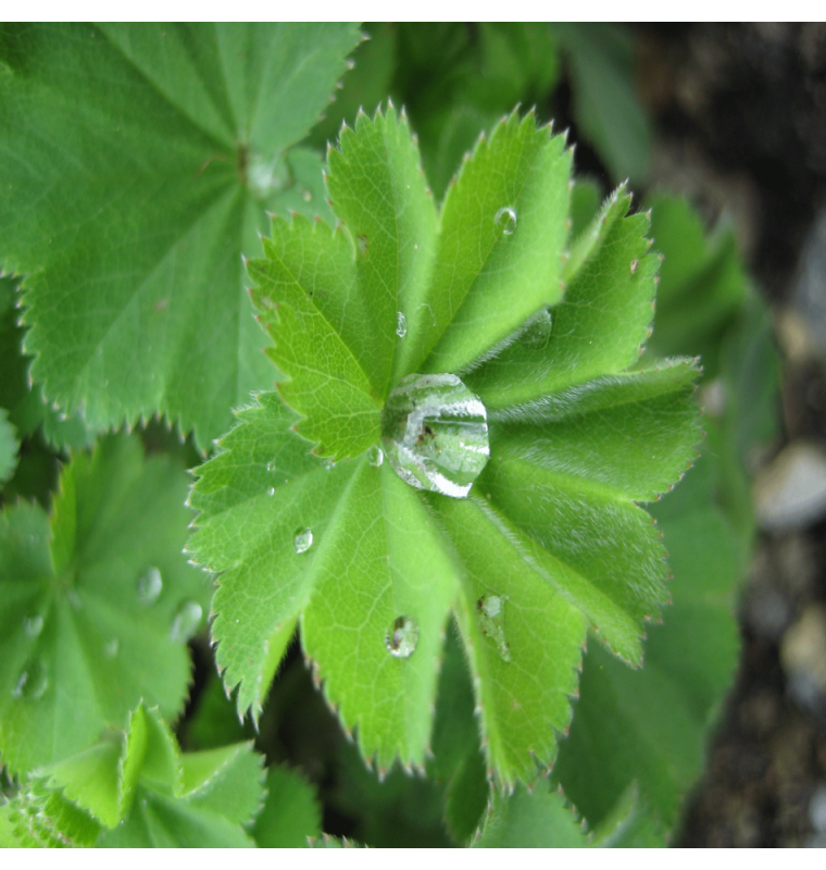Alchemilla xanthochlora