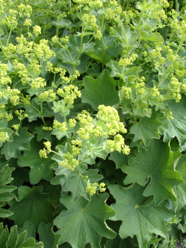 Манжетка Alchemilla mollis