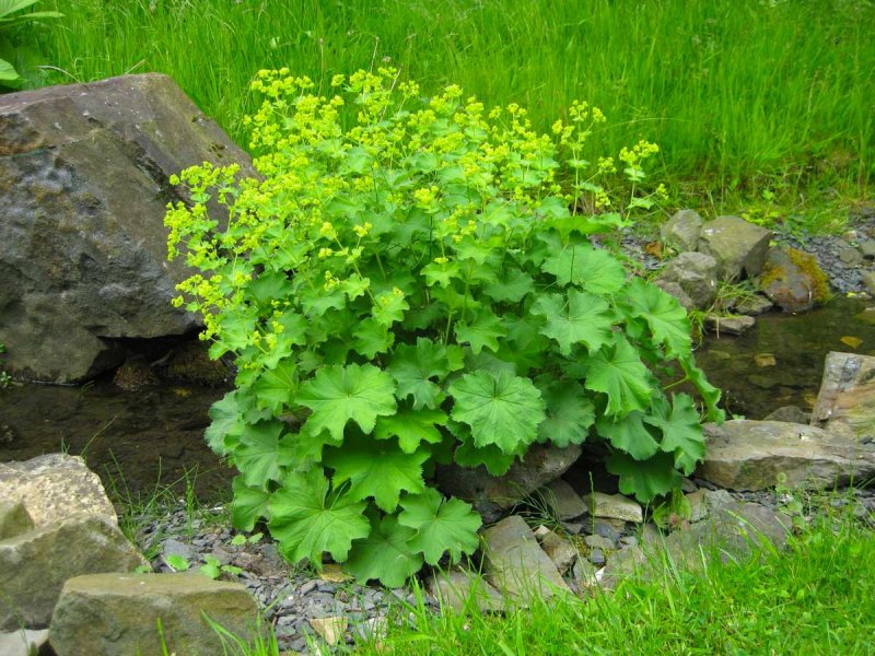 Манжетка Alchemilla mollis