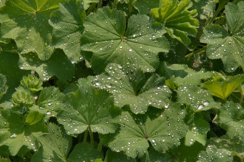 Манжетка Alchemilla mollis select