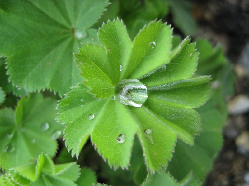 Манжетка обыкновенная (Alchemilla vulgaris)