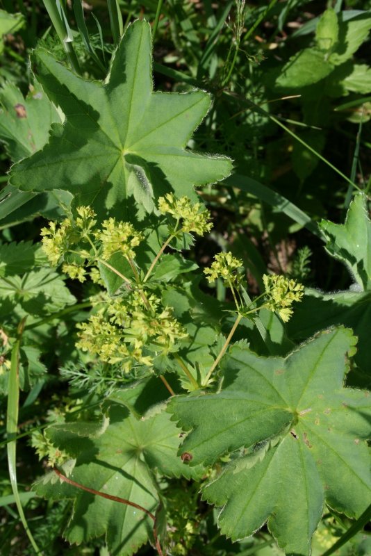 Манжетка обыкновенная (Alchemilla vulgaris)
