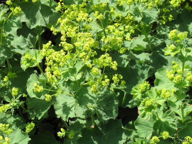 Манжетка обыкновенная (Аlchemillavulgaris)