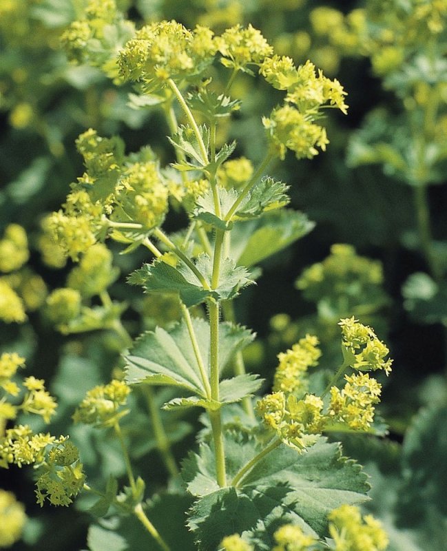 Манжетка Alchemilla mollis select