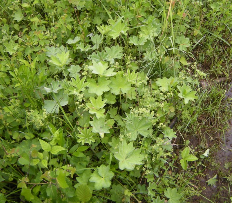 Манжетка Alchemilla Robustica