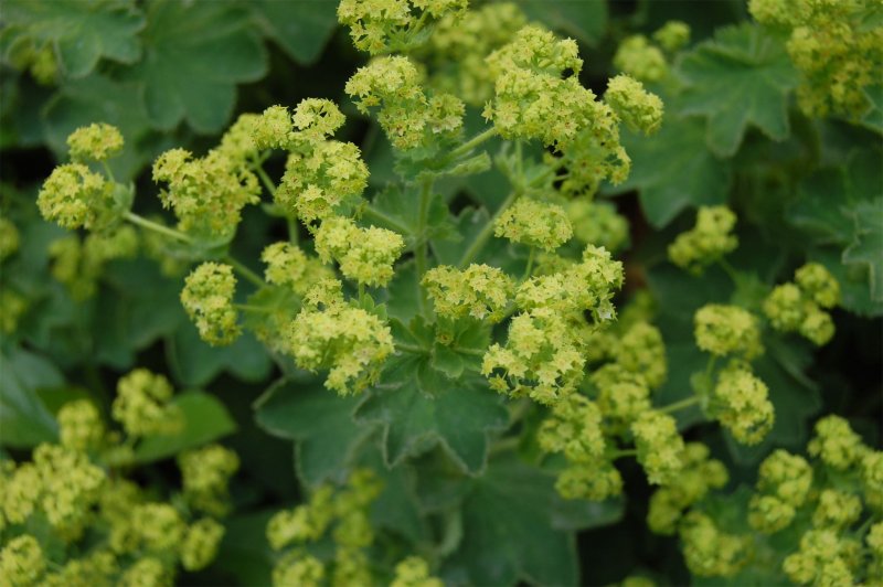 Манжетка обыкновенная (Аlchemillavulgaris)