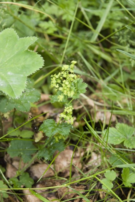 Манжетка красночерешковая (Alchemilla erythropoda)