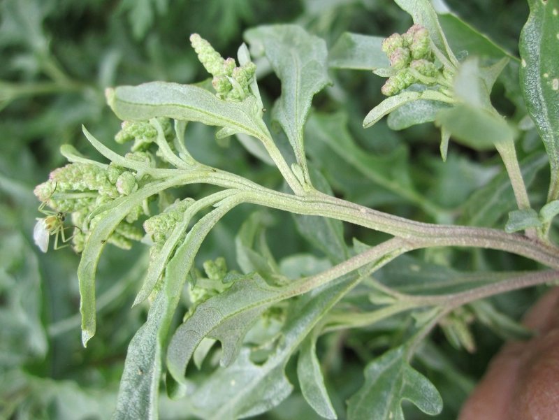 Лебеда (Atriplex)