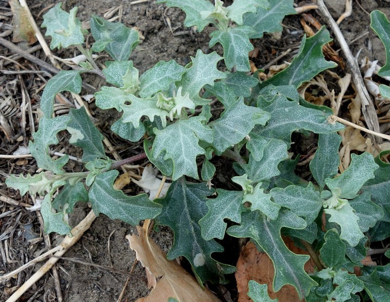 Лебеда Татарская Atriplex tatarica