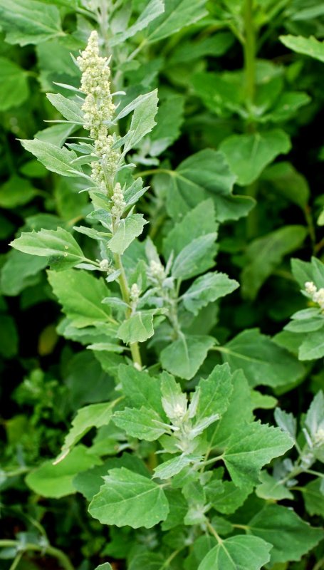 Лебеда (Atriplex)