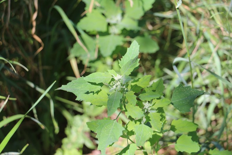 Atriplex Patagonica