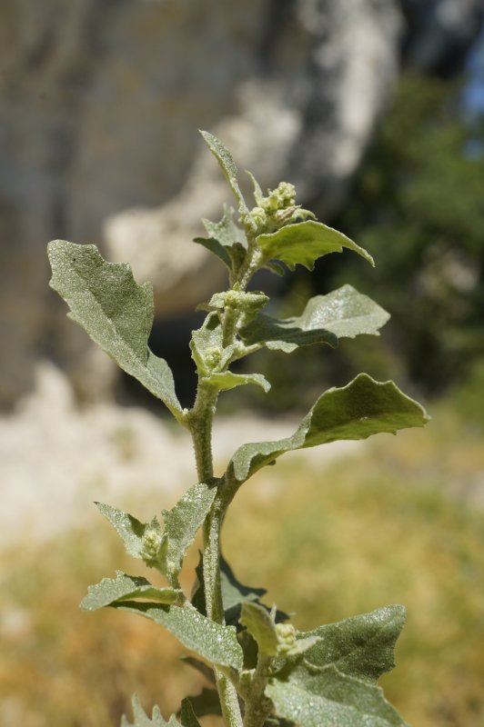 Лебеда (Atriplex)