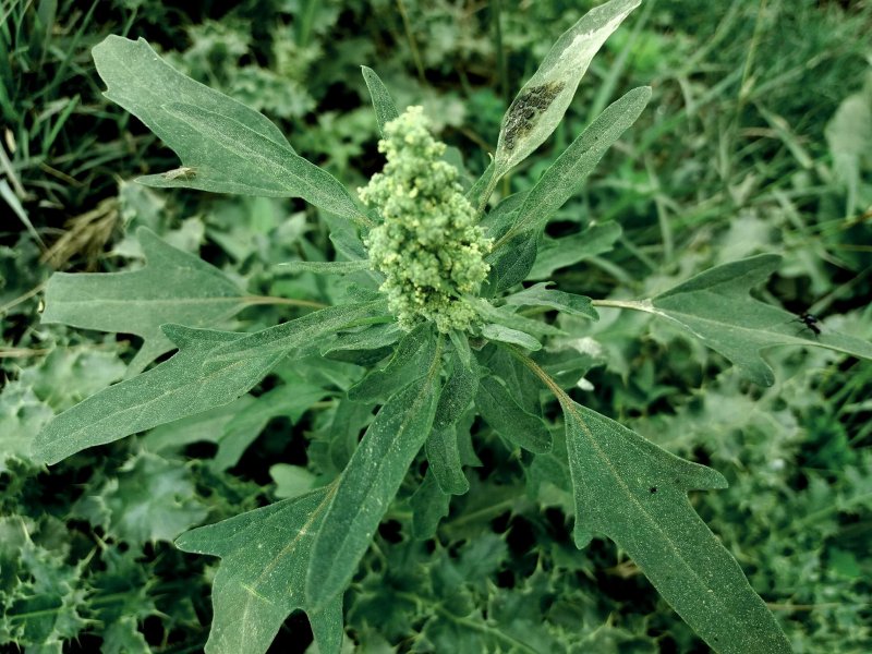 Atriplex rosea l.