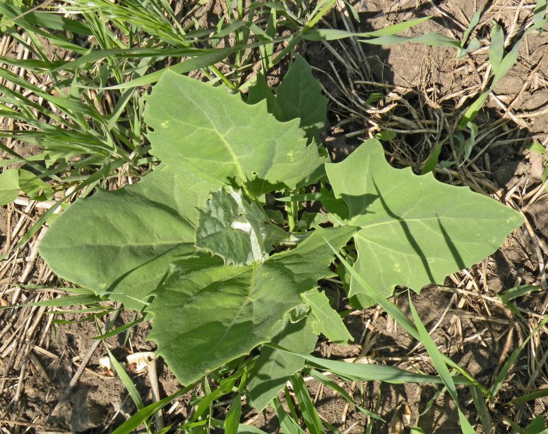 Марь белая (Chenopodium album l.)