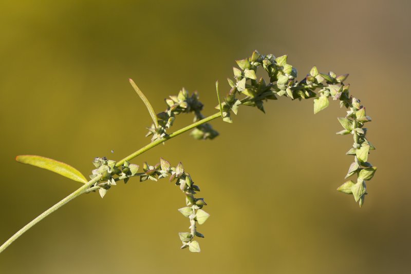 Atriplex patula l.