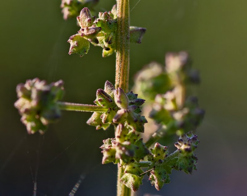Лебеда (Atriplex)