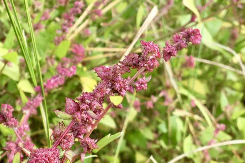 Латук дикий (Lactuca virosa)