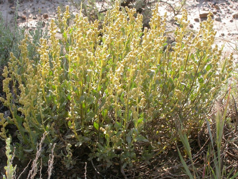 Atriplex littoralis l