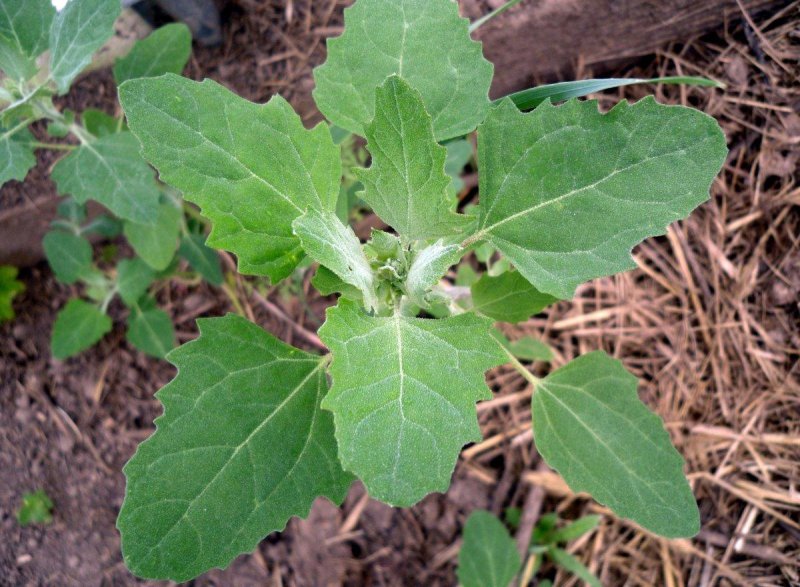 Марь белая (Chenopodium album)