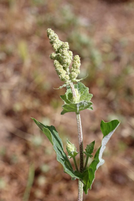 Лебеда (Atriplex)