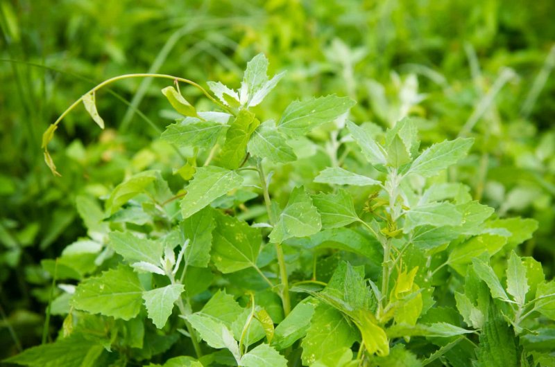Лебеда (Atriplex)