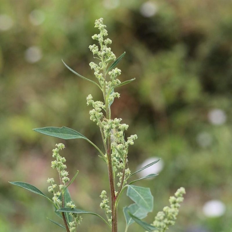 Гербарий Atriplex tatarica