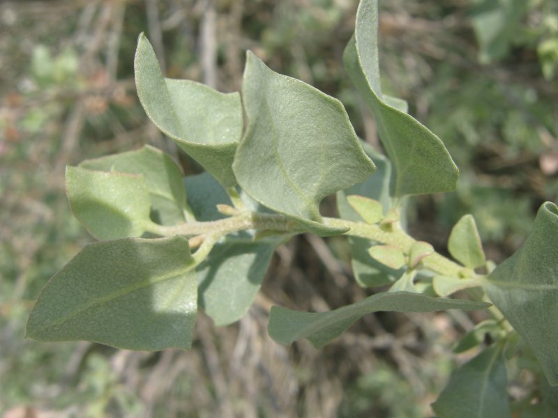 Atriplex halimus