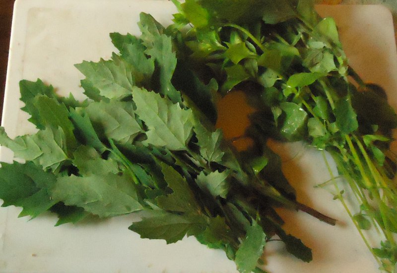 Atriplex Hortensis