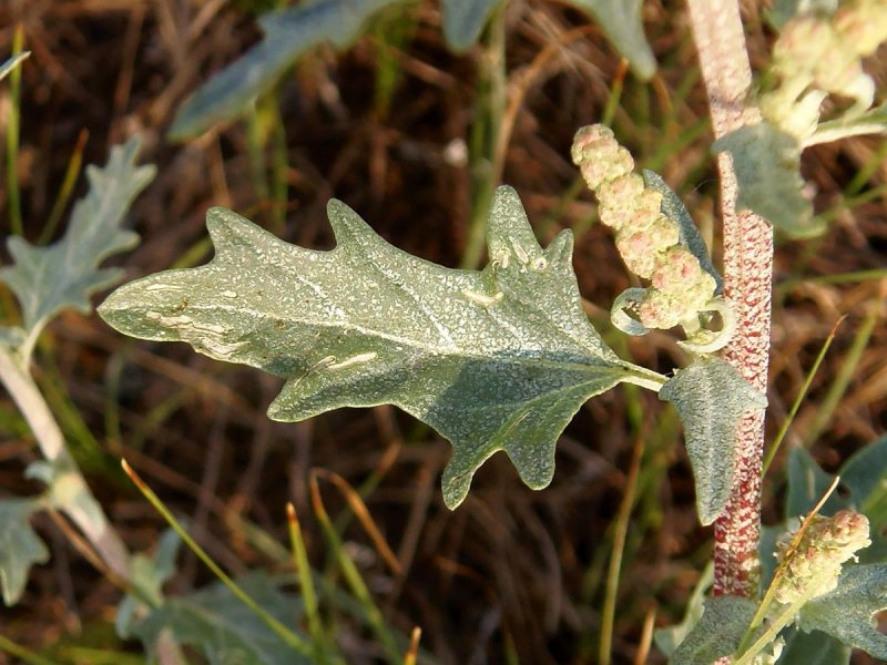 Cyrtacanthacris tatarica