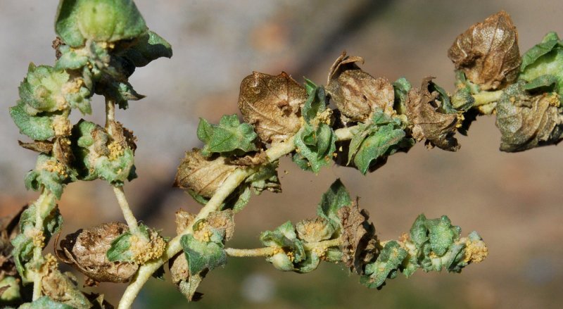 Лебеда Татарская Atriplex tatarica