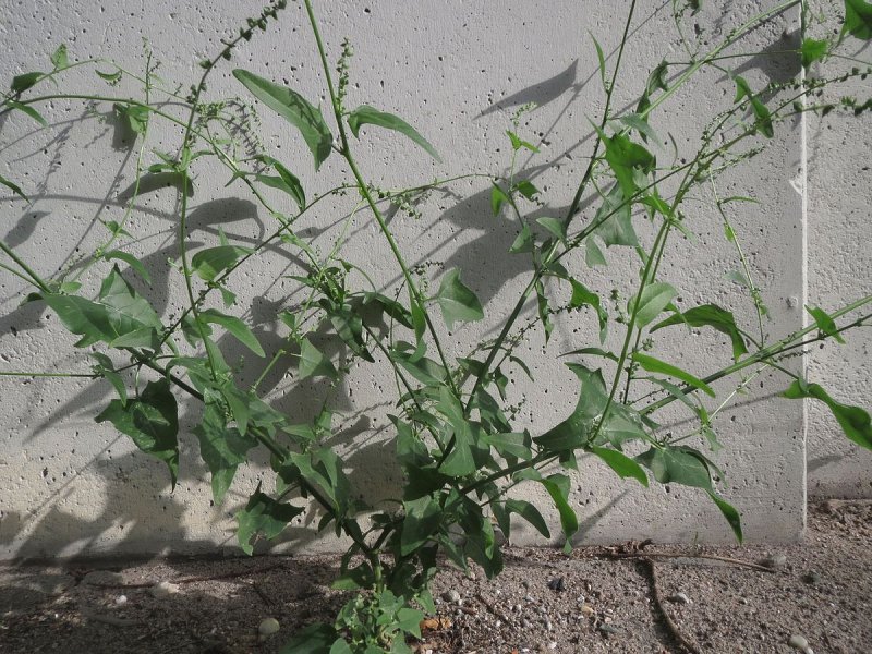 Марь белая (Chenopodium album l.)