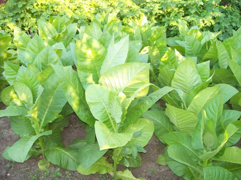Табак махорка (Nicotiana Rustica l.)