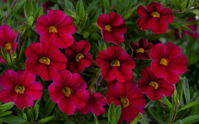 Калибрахоа kali Magenta