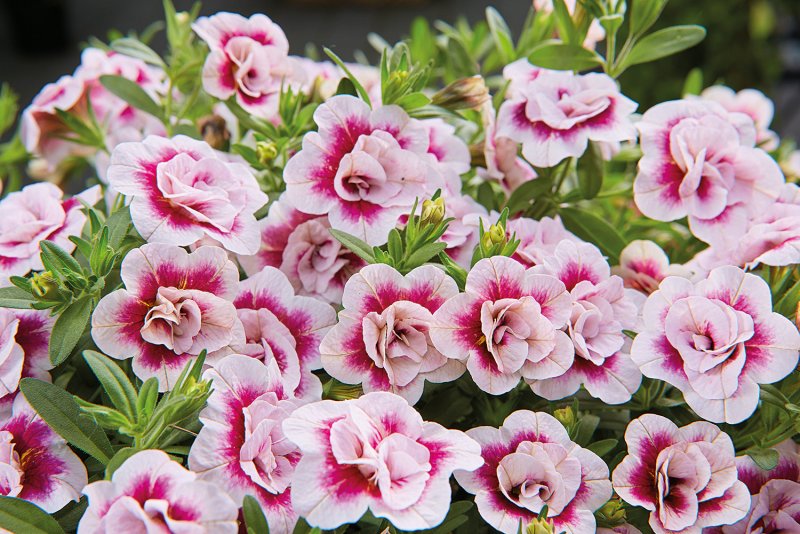 Калибрахоа Calibrachoa kali Rose