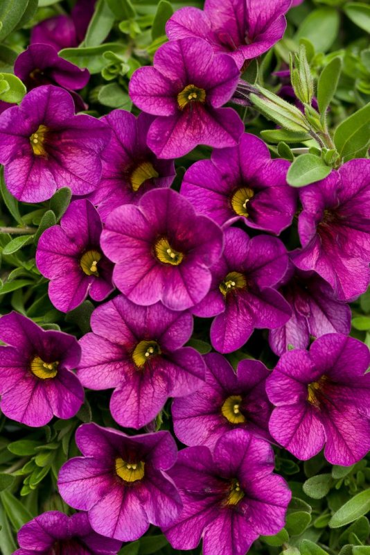 Калибрахоа Hula Amethyst