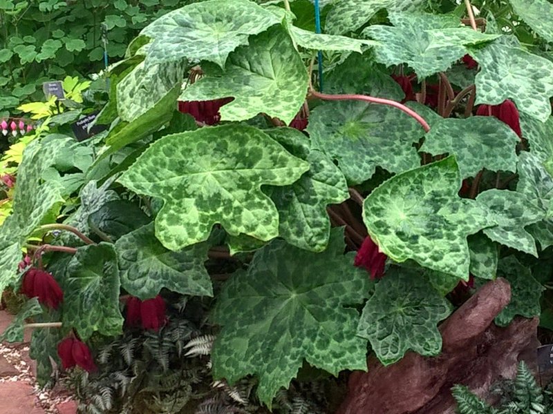 Podophyllum aurantiocaul